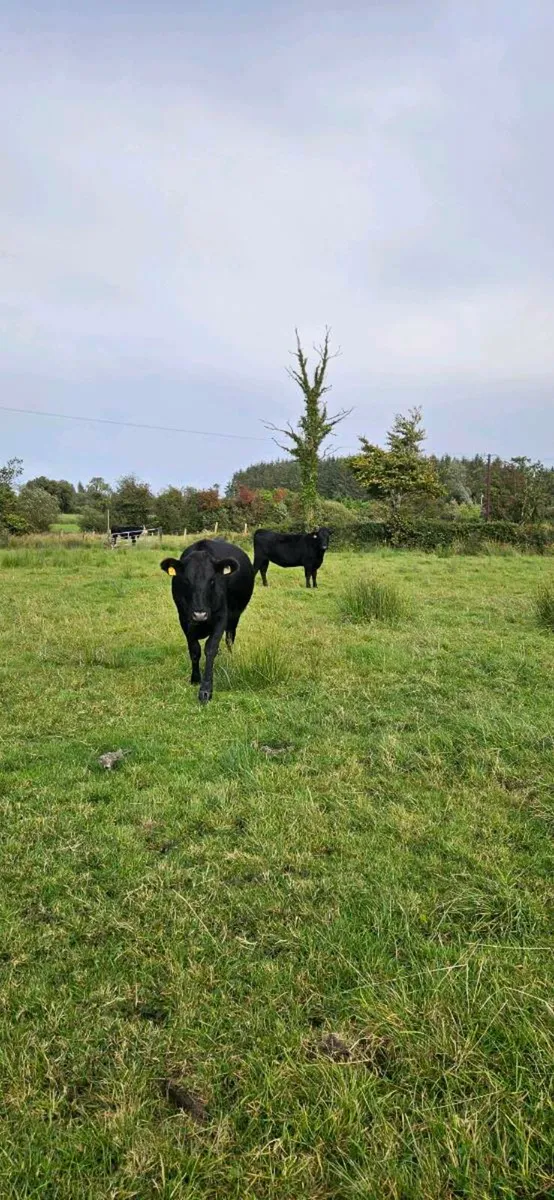 3 heifers - Image 4