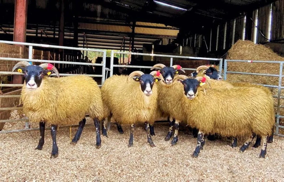 Lanark hoggets wanted