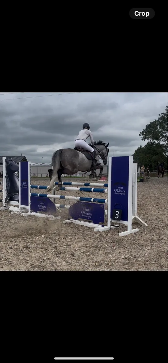 All rounder gelding - Image 1