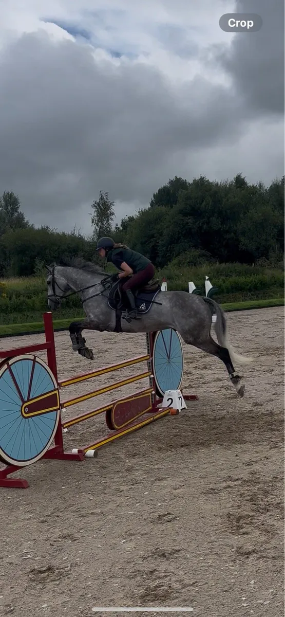 All rounder gelding - Image 2