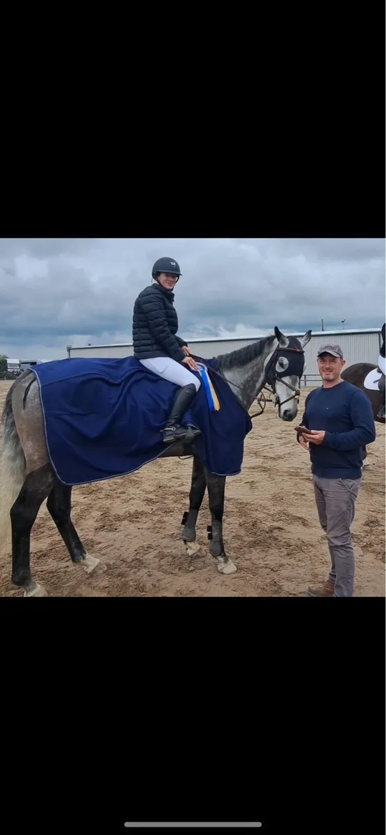 All rounder gelding - Image 3