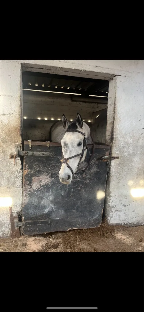 All rounder gelding - Image 4