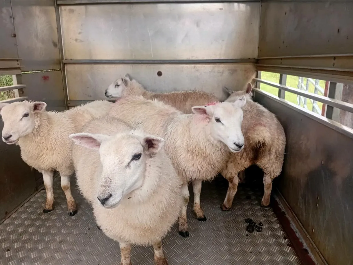 Texel cross ewe lambs - Image 2