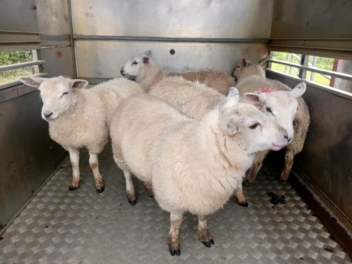 Texel cross ewe lambs - Image 3