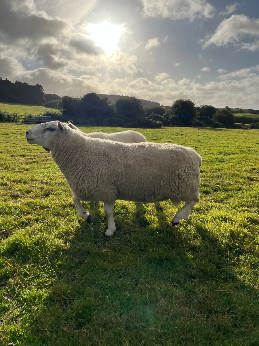 Teaser ram - Image 2