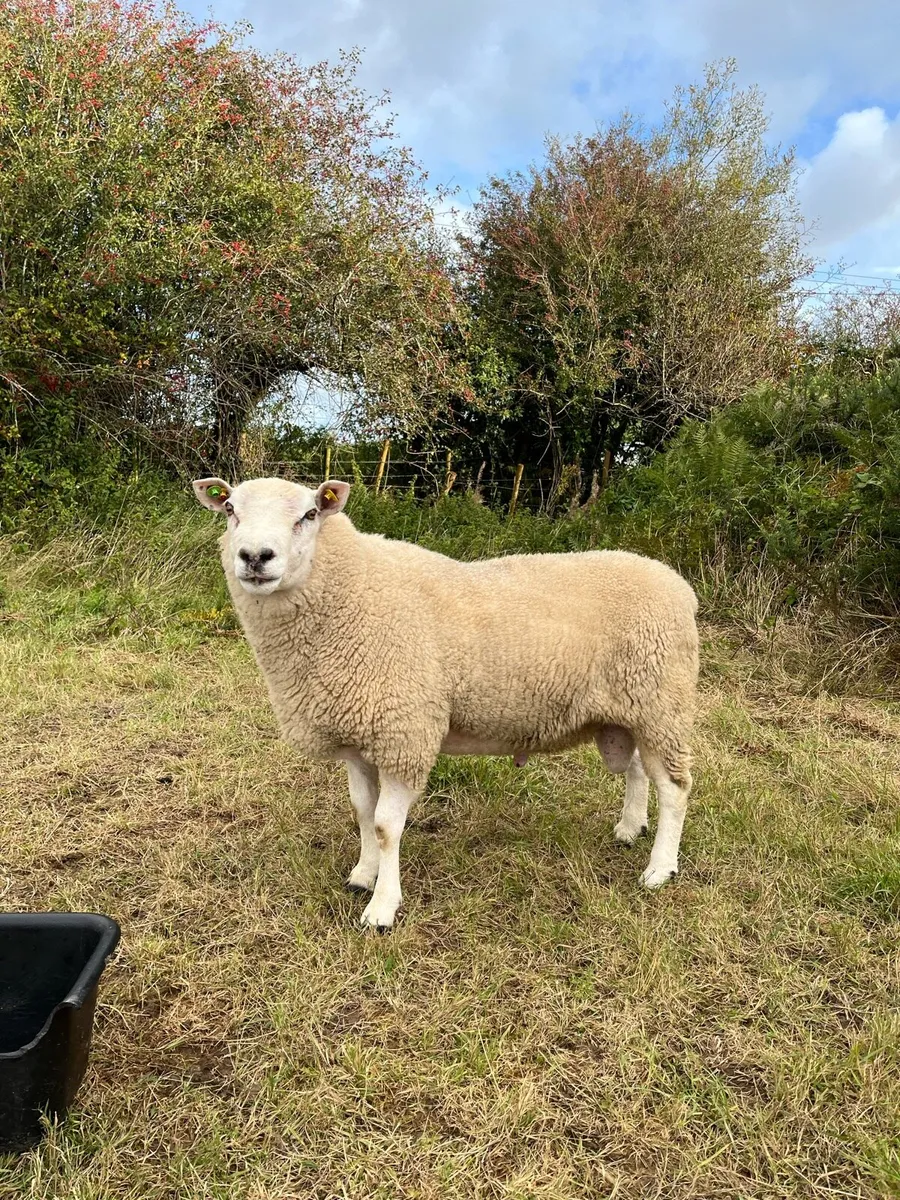 Teaser ram - Image 3