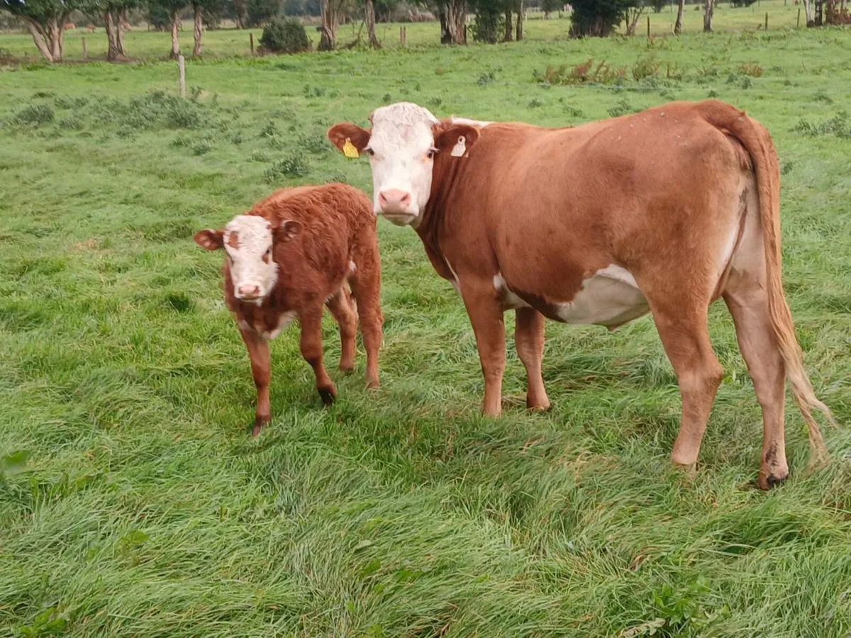 Cow and calf - Image 2