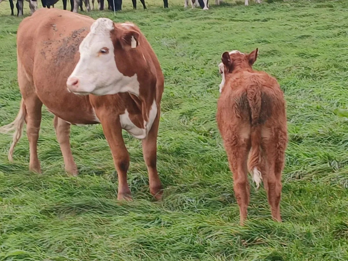 Cow and calf - Image 3
