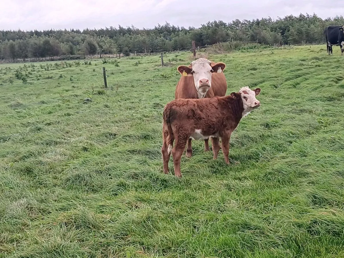 Cow and calf - Image 4