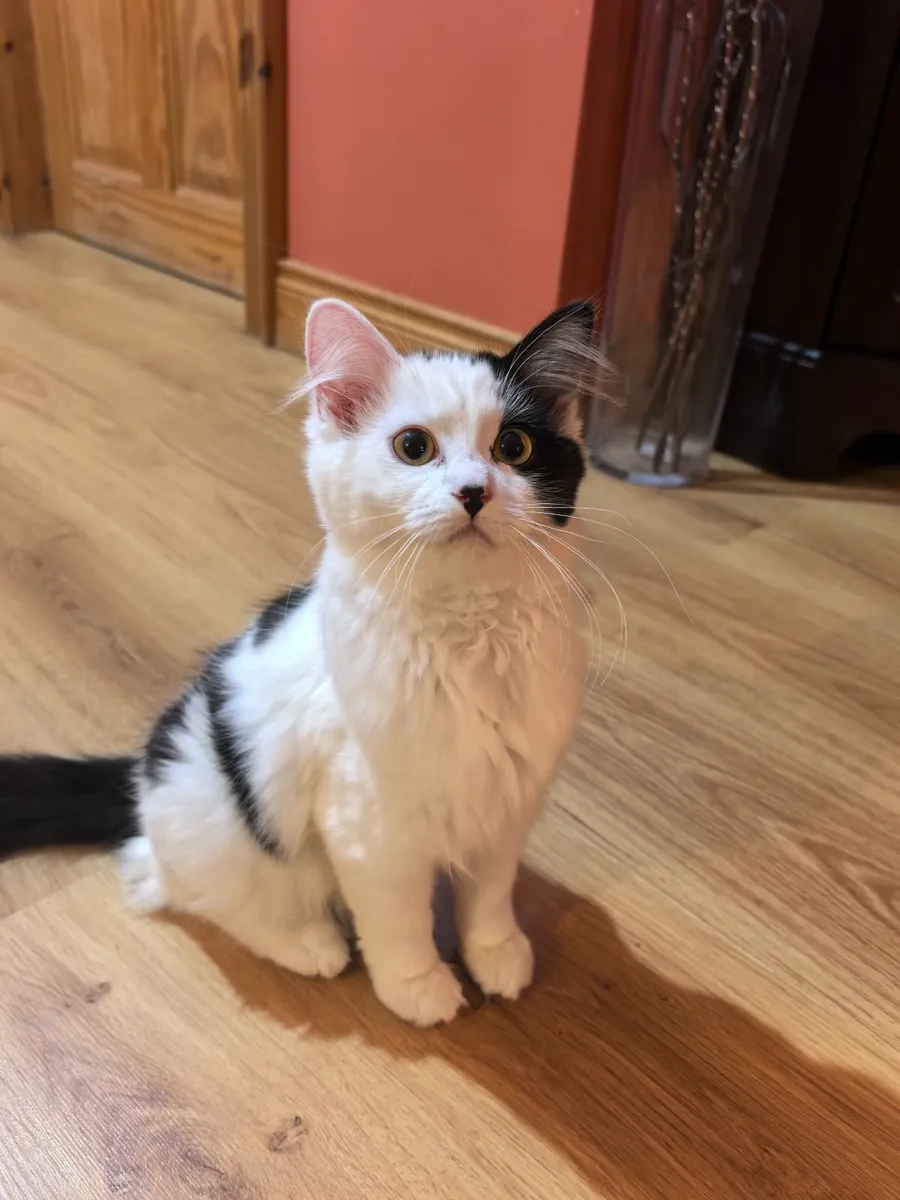 Ragdoll mix kittens - Image 4