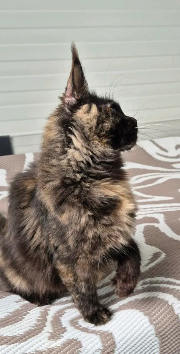 Maine coon - Image 2