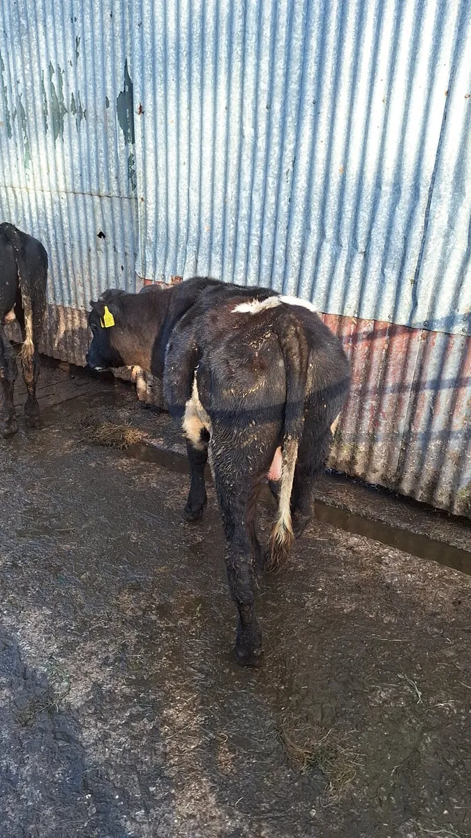 Weanlings - Image 1