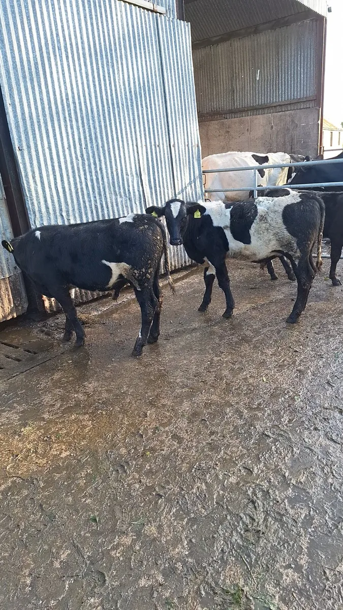 Weanlings - Image 2