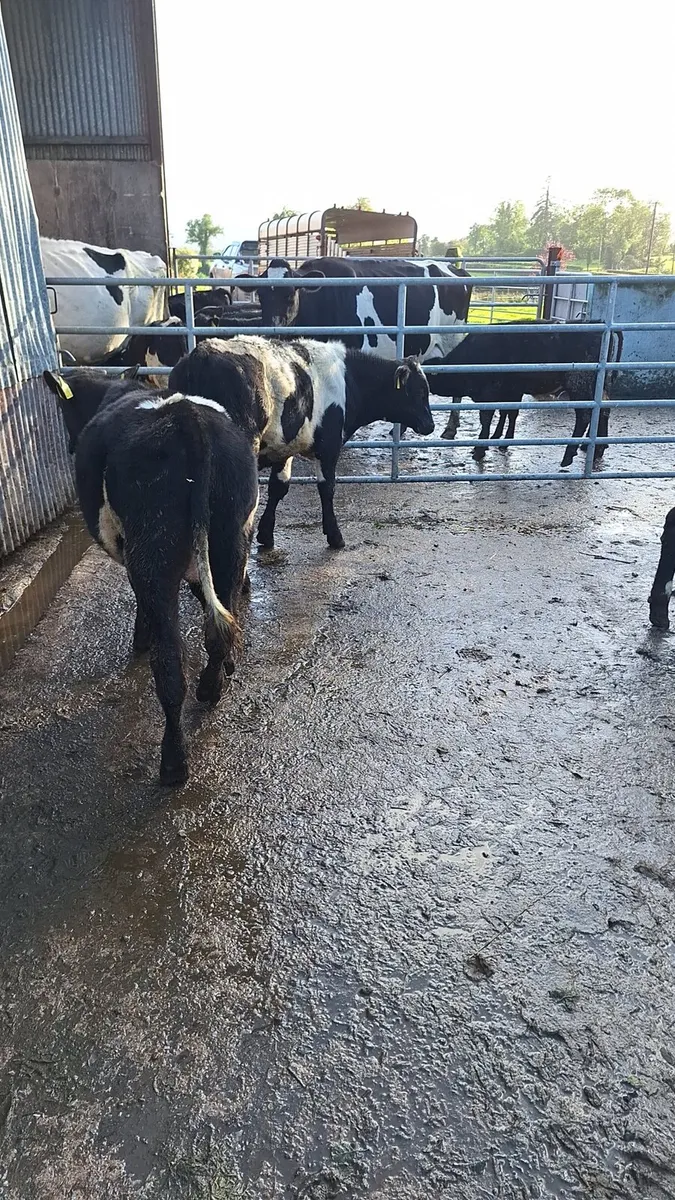 Weanlings - Image 3