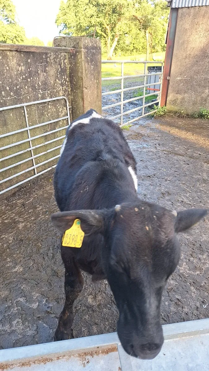 Weanlings - Image 4
