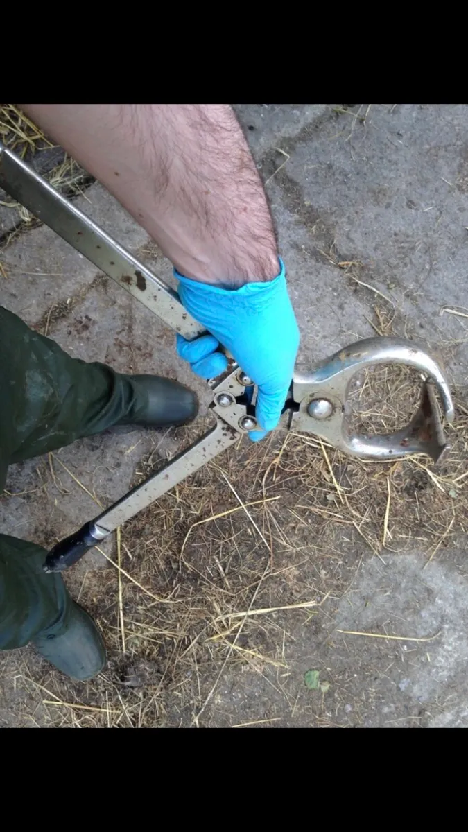 Squeezing, scanning and all cattle jobs