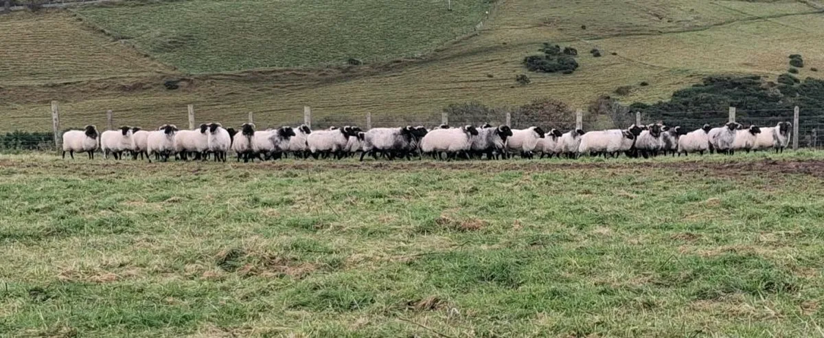 Westie Hoggets - Image 1