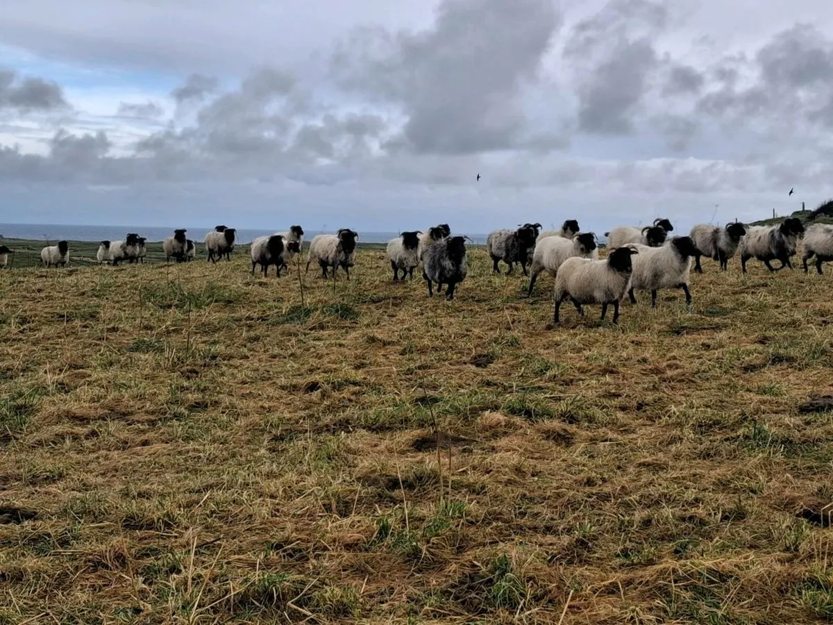 Westie Hoggets - Image 2