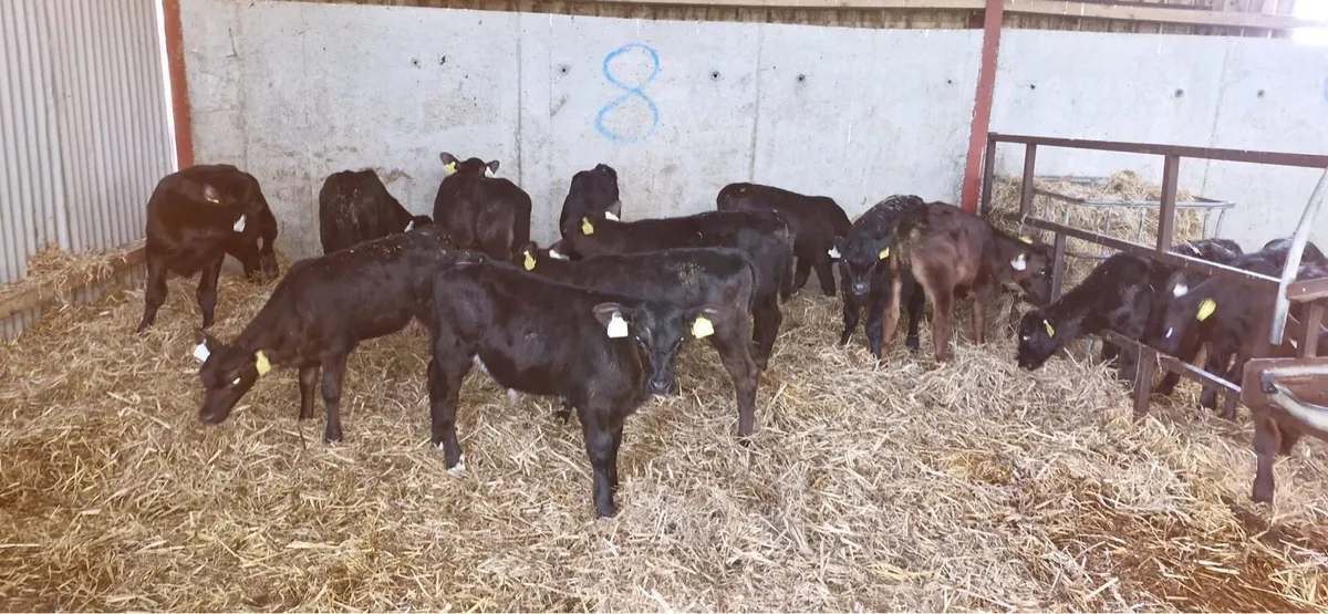 30 Angus calves home bred out of British fr cows - Image 1