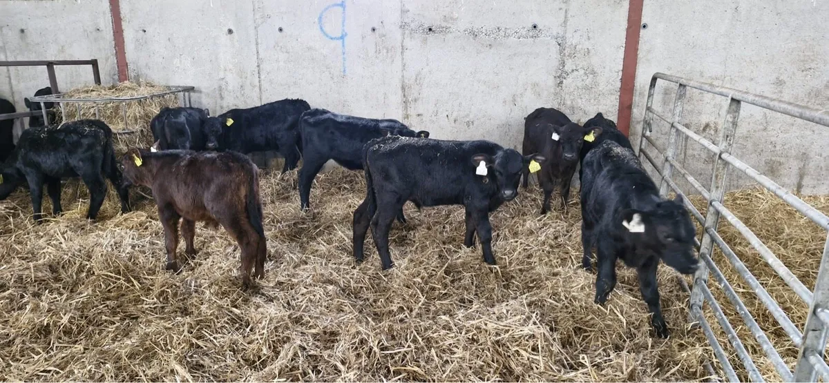 30 Angus calves home bred out of British fr cows - Image 2