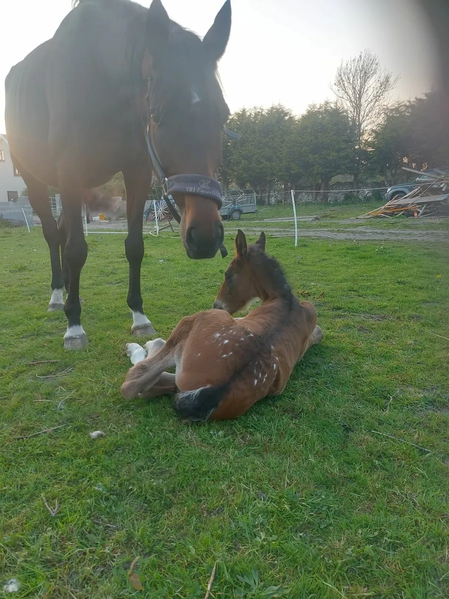 Horses - Image 2