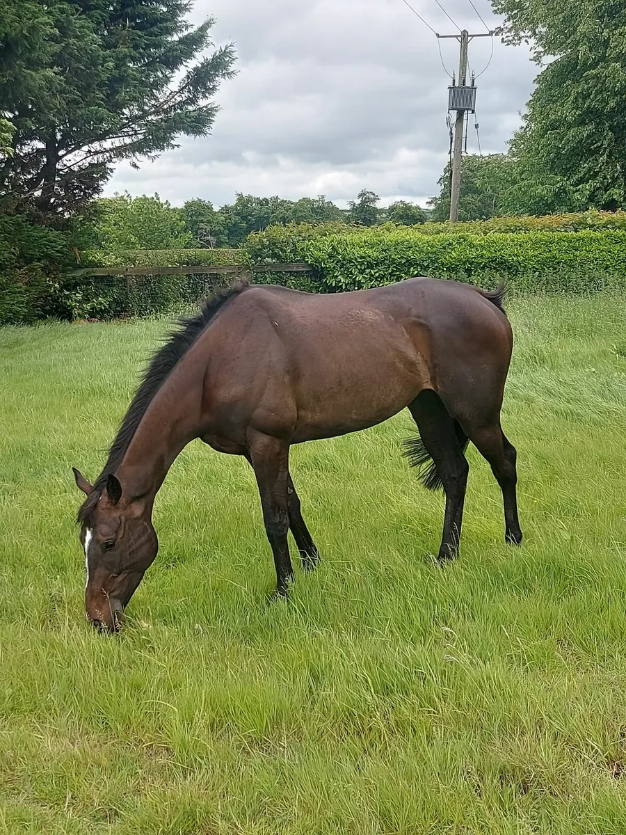 Horses - Image 1