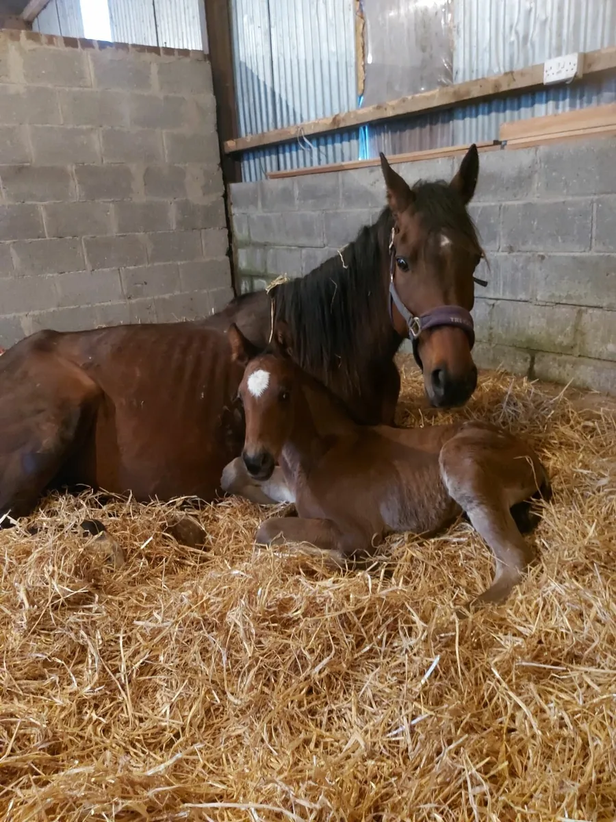 Horses - Image 3