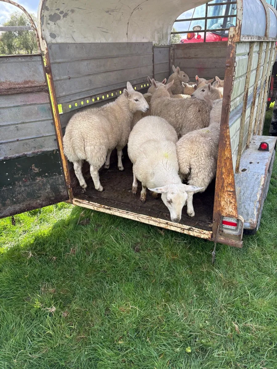 Cheviot Lambs - Image 3