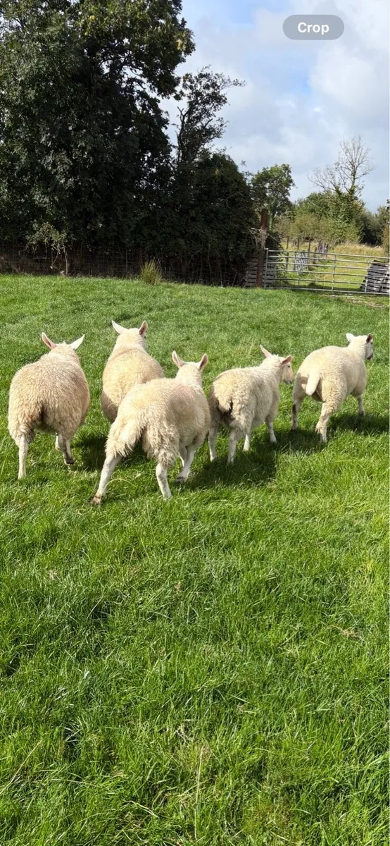 Cheviot Lambs - Image 4