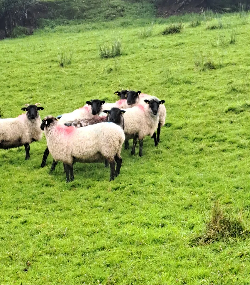 Ewe Hoggets