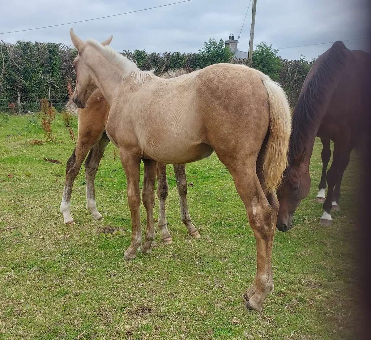 Horses - Image 4