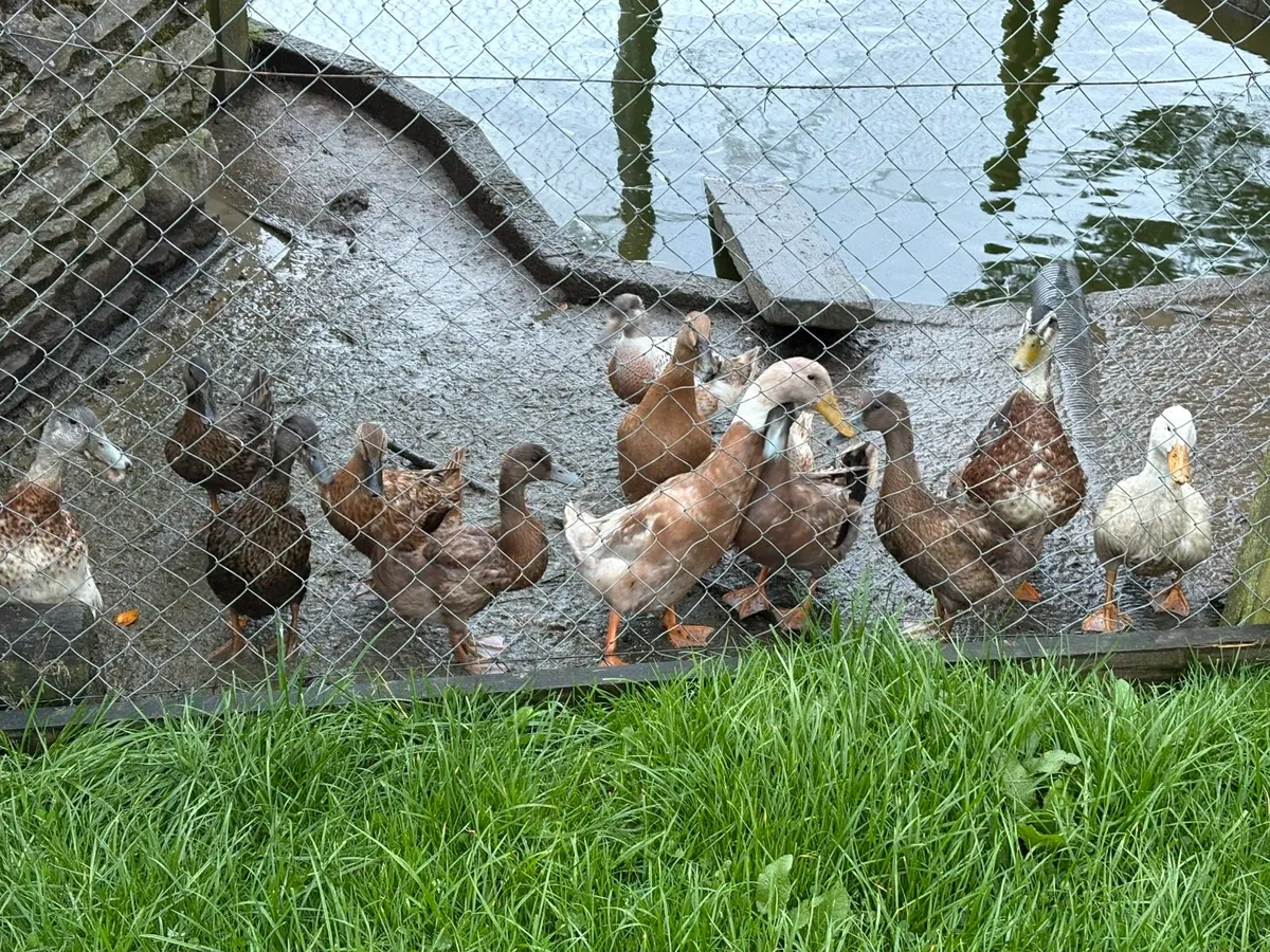 Ducks - Image 1