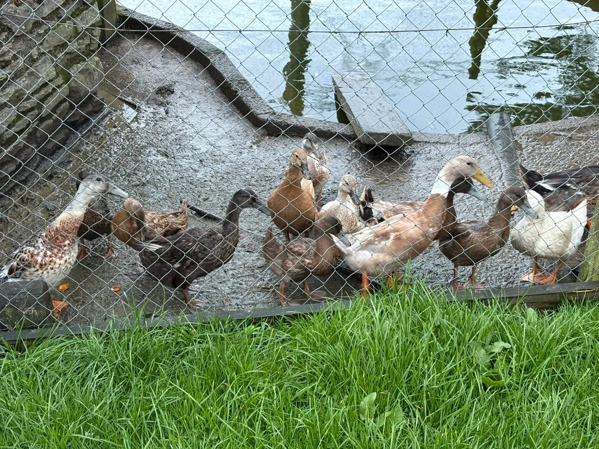 Ducks - Image 2