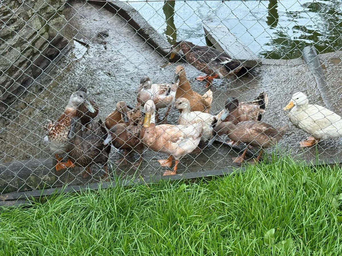 Ducks - Image 3