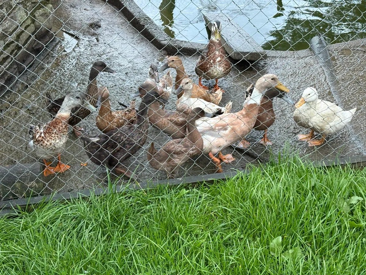 Ducks - Image 4