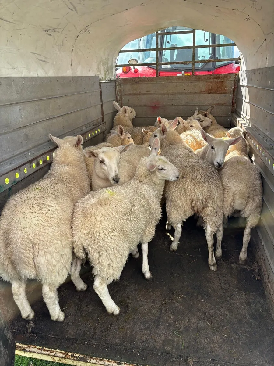 Cheviot Lambs - Image 2