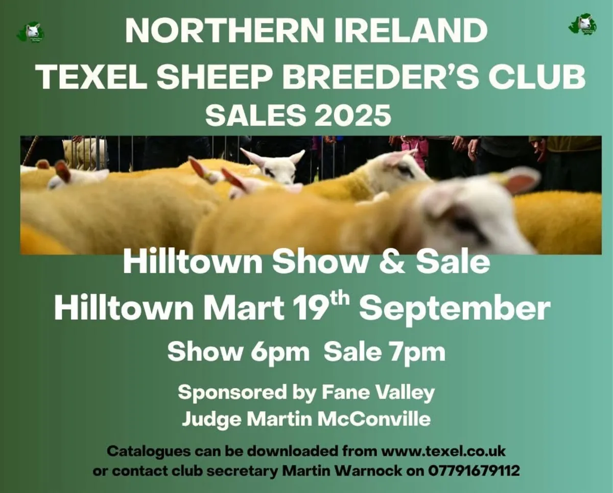 PEDIGREE TEXEL RAM SALE HILLTOWN