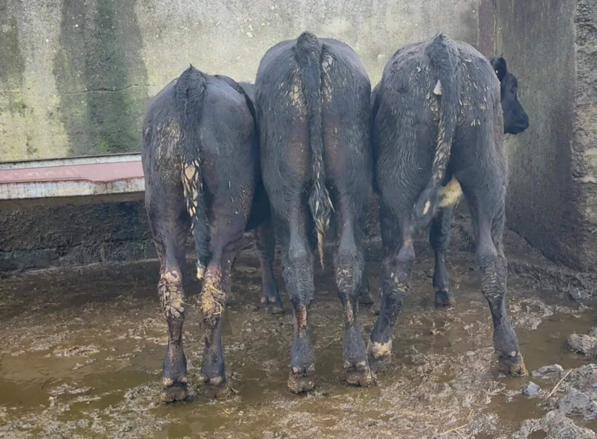 3 super bull runners - Image 1