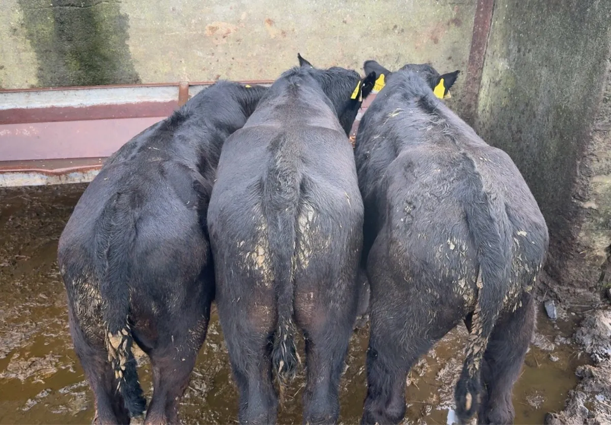 3 super bull runners - Image 2