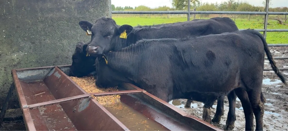 3 super bull runners - Image 3