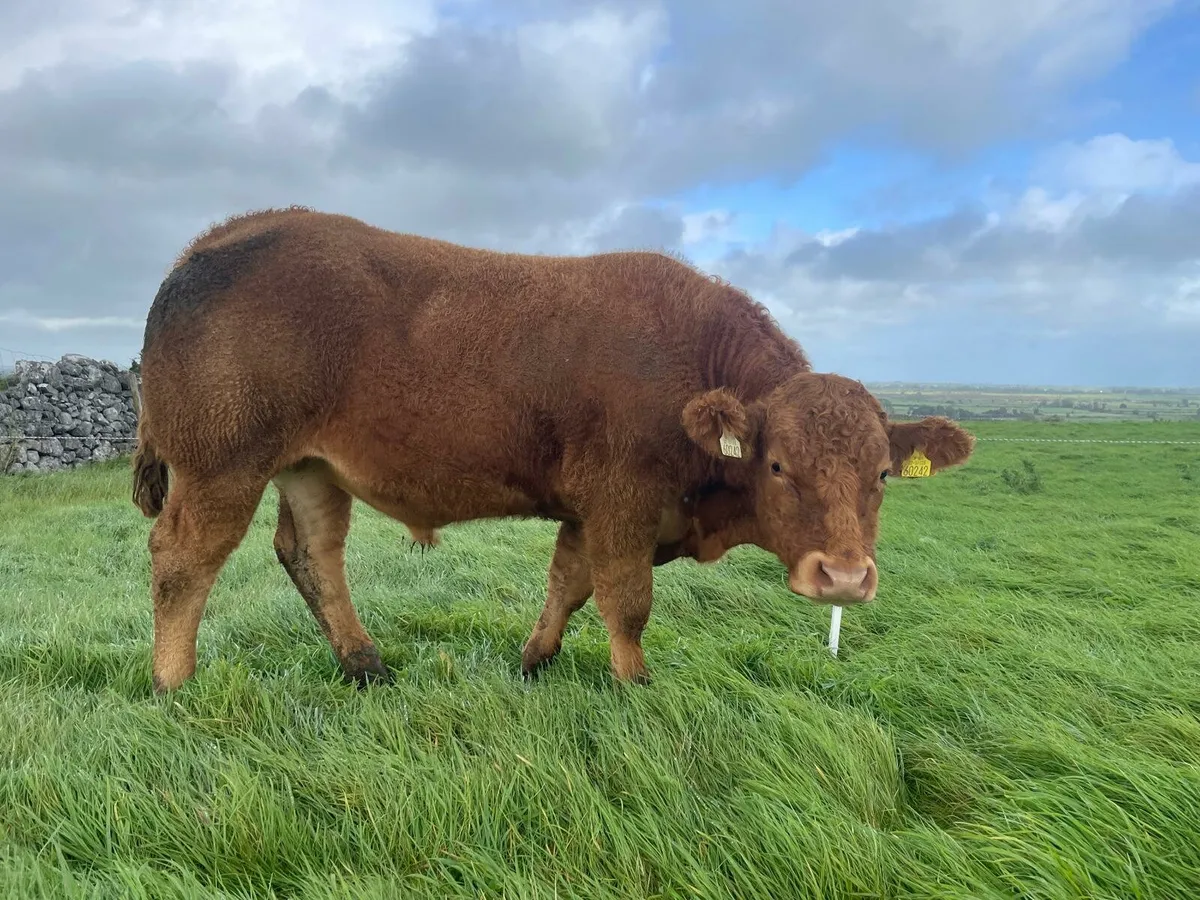Store Bullocks - Image 1