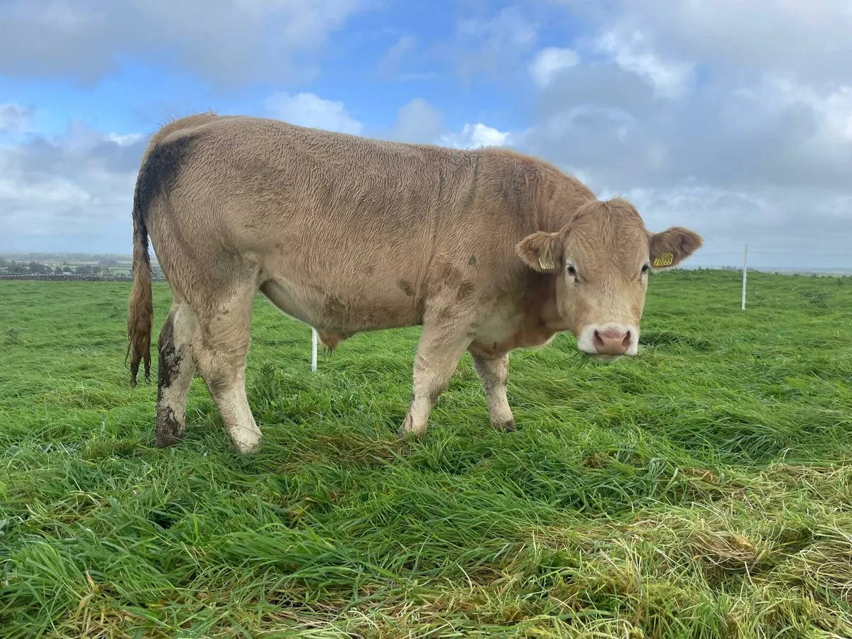 Store Bullocks - Image 2