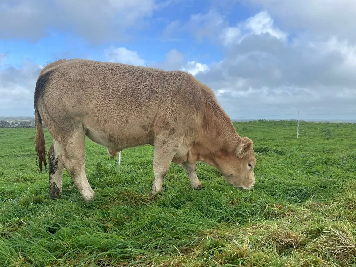 Store Bullocks - Image 3