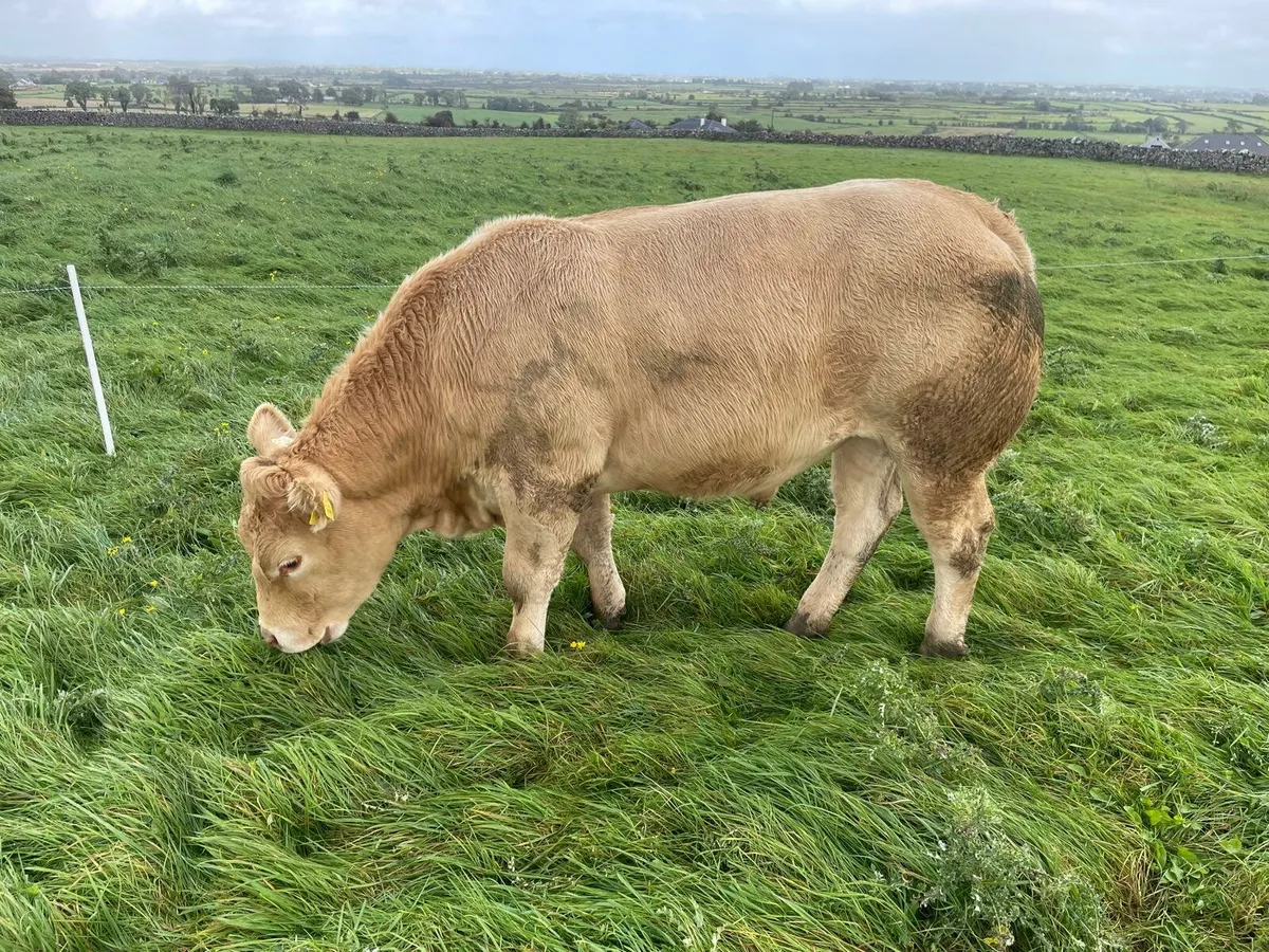 Store Bullocks - Image 4