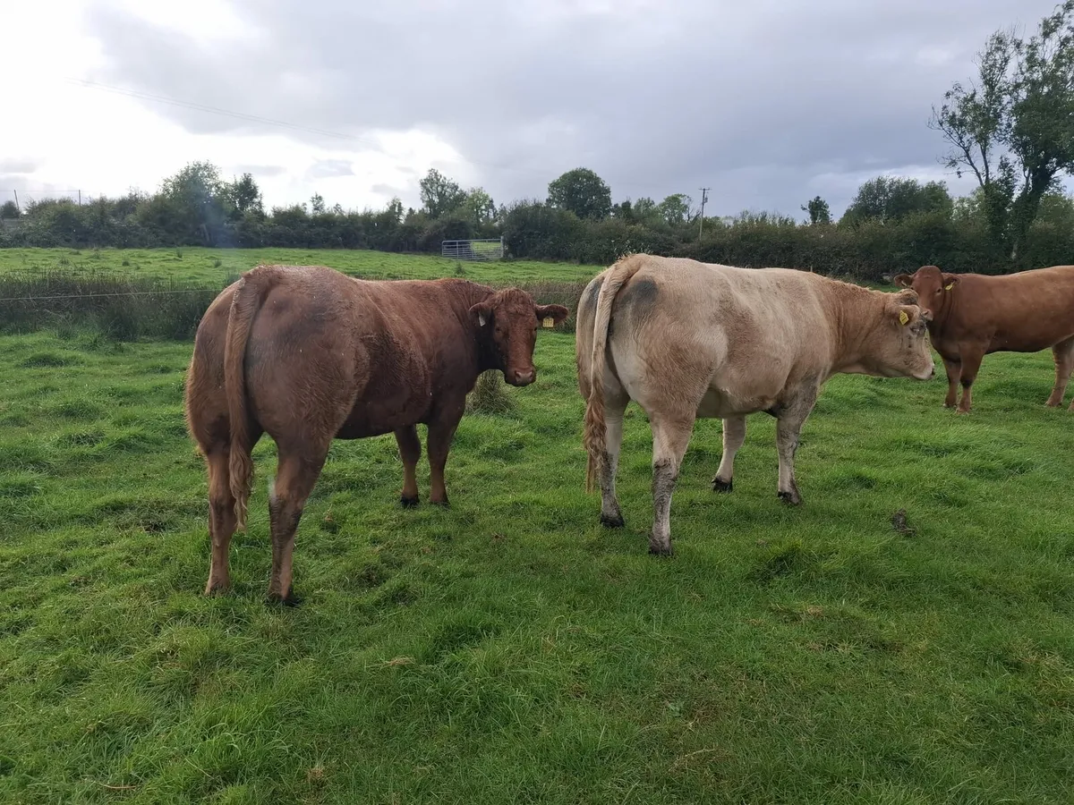 7 x Top Quality In Calf Heifers - Image 1