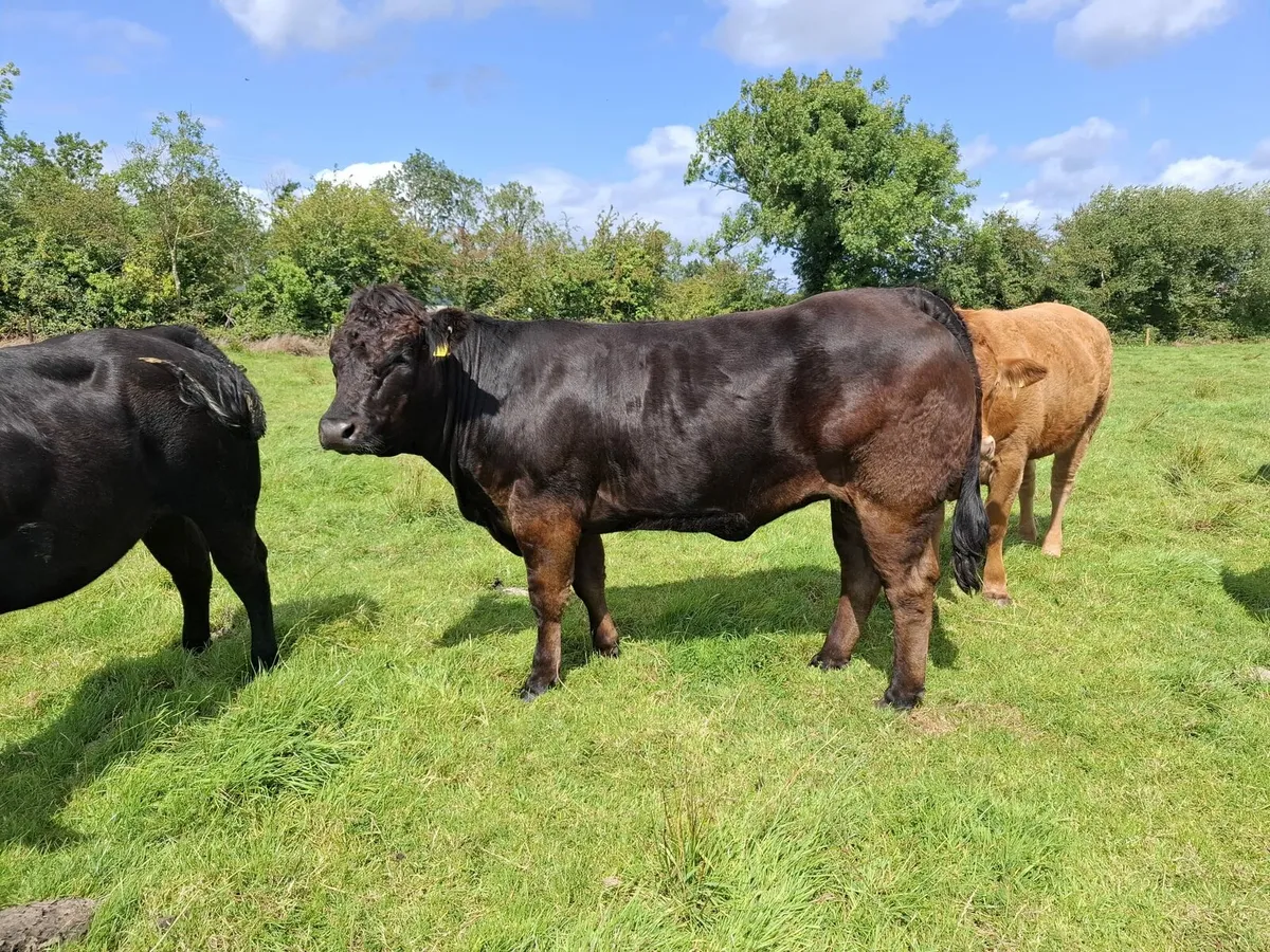 7 x Top Quality In Calf Heifers - Image 2