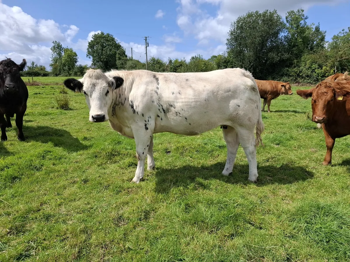 7 x Top Quality In Calf Heifers - Image 3