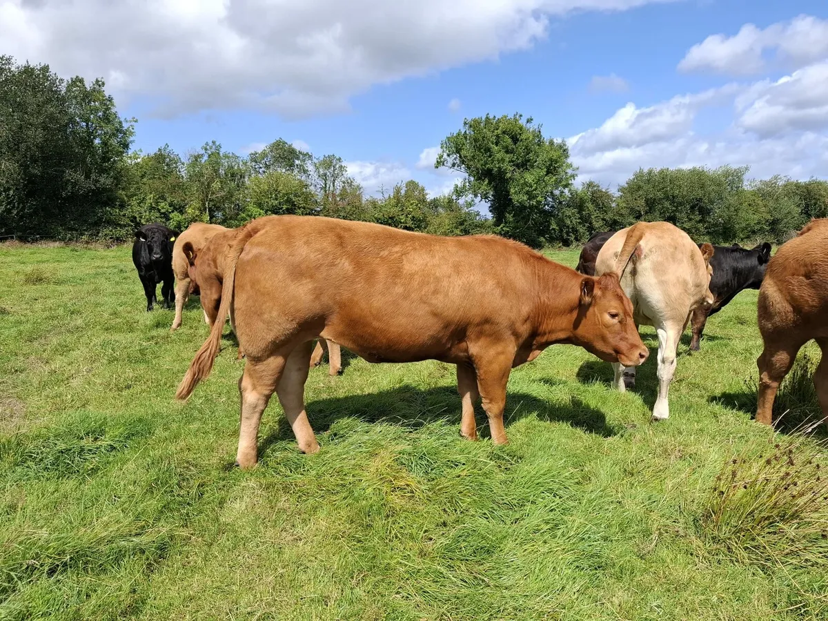 7 x Top Quality In Calf Heifers - Image 4