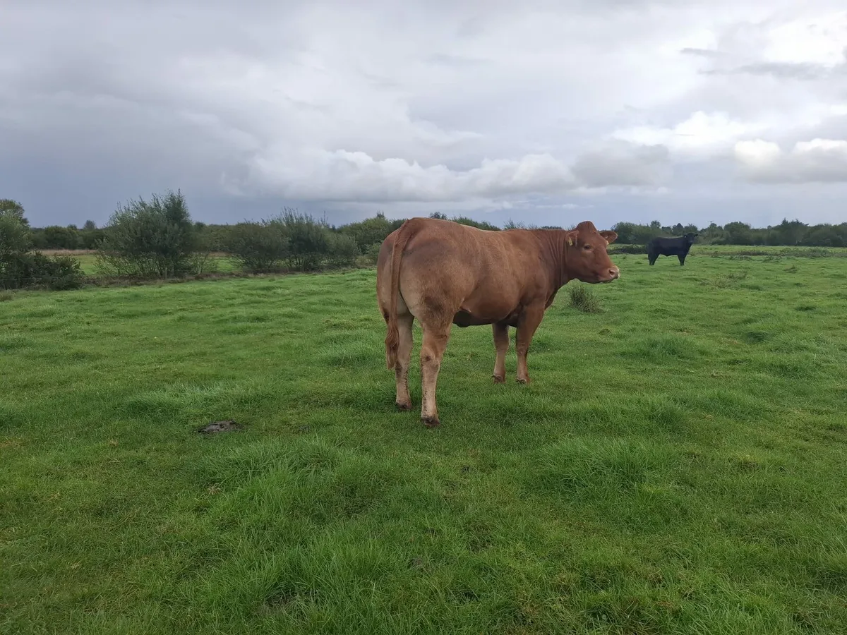 3 x Top Quality In Calf Heifers - Image 4