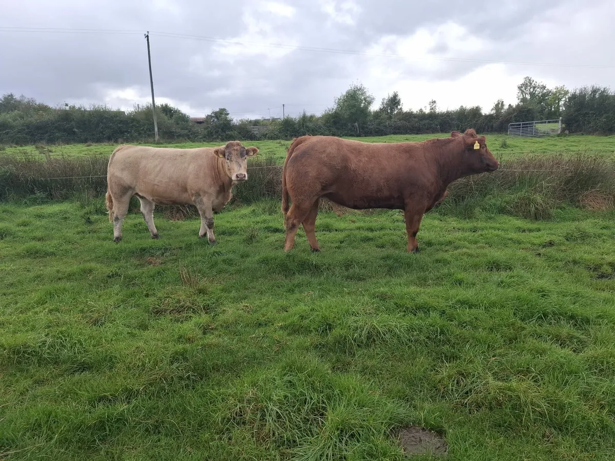 3 x Top Quality In Calf Heifers - Image 1